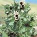 Black Henbane